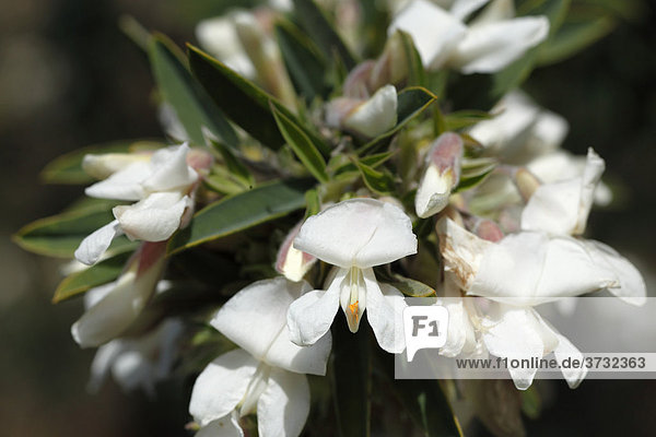 Blüte von Sprossender Zwergginster (Chamaesytisus proliferus)  La Palma  Kanaren  Kanarische Inseln  Spanien  Europa