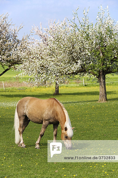 Haflinger horse on a meadow  Canton of Fribourg  Switzerland  Europe