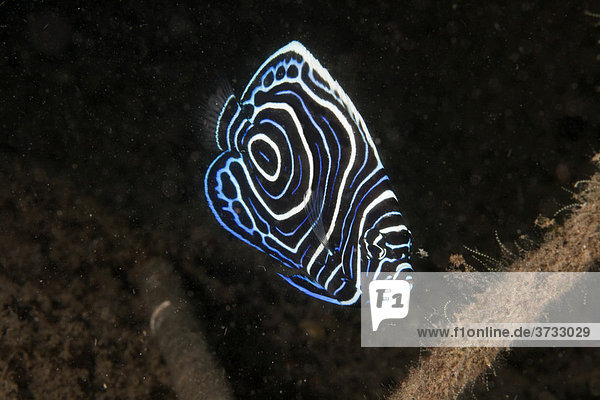 Juvenile Emperor angelfish (Pomacanthus imperator)