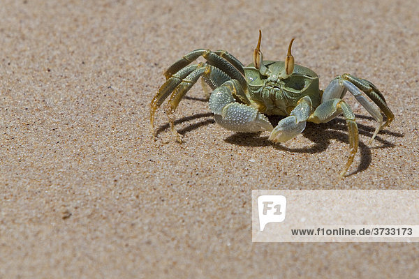 Krabbe am Strand  Seychellen  Indischer Ozean  Afrika