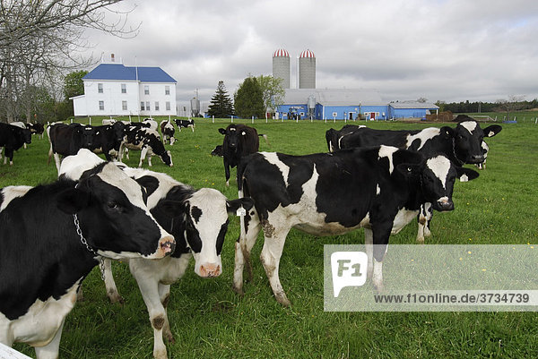 Kühe auf einer Weide und Farmgebäude bei Halifax  Nova Scotia  Kanada