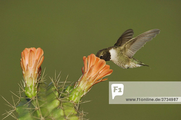 Schwarzkinnkolibri (Archilochus alexandri)  Männchen im Flug frisst an Blüte eines Claret Cup Kaktus (Echinocereus triglochidiatus)  Uvalde County  Hill Country  Texas  USA