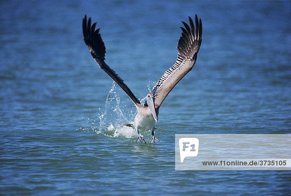 Braunpelikan (Pelecanus occidentalis)  Jungvogel fliegt los  Sanibel Island  Florida  USA