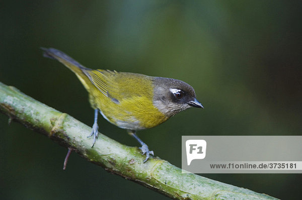 Braunkopftangare (Chlorospingus ophthalmicus)  Altvogel  Central Valley  Costa Rica  Mittelamerika
