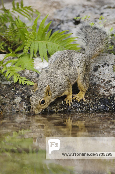 Fuchshörnchen (Sciurus niger)  ausgewachsenes Tier trinkt von einem Tümpel  der von einer Quelle gespeist wird  Uvalde County  Hill Country  Zentraltexas  USA