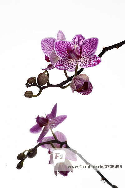 Falterorchidee (Phalaenopsis) Orchidee