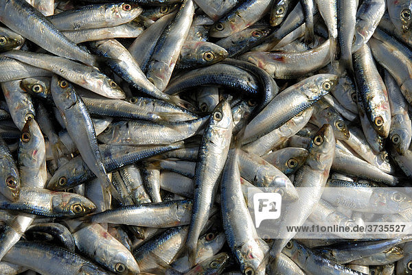 Fresh silvery fish  Ceylon  Sri Lanka  South Asia  Asia