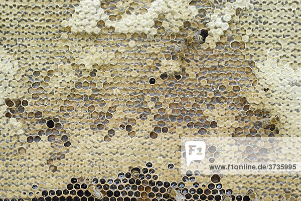 Eingedickter Nektar in verdeckelten Honigzellen  die durch Volumenschwund teilweise eingefallen sind