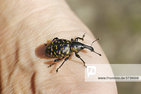 Großer Brauner Rüsselkäfer (Hylobius abietis)  Waldschädling  auf Handrücken