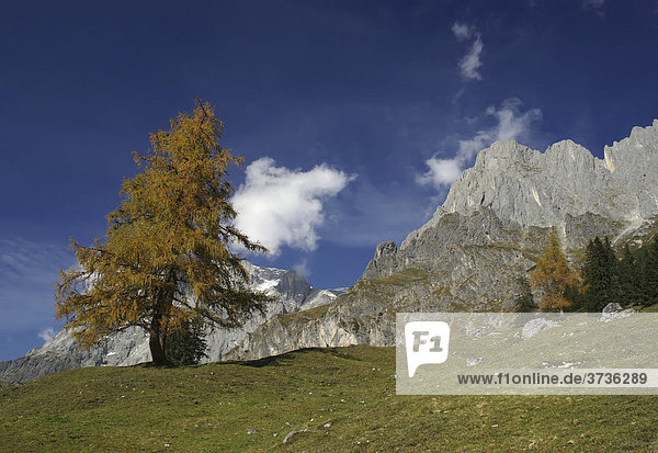 Einzelne Lärche im Herbst in alpiner Berglandschaft  Hochkönig  Alpen  Berchtesgadener Alpen  Salzburger Land  Österreich