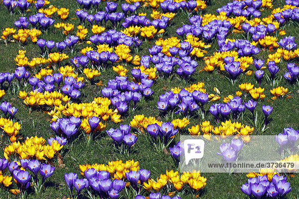 Blühende Krokusse, Krokuswiese im Frühling, blaue und gelbe