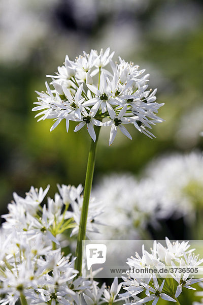 Blühender Bärlauch  Bär-Lauch (Allium ursinum)  Gewürzpflanze  Gemüsepflanze  Heilpflanze mit Knoblauchgeruch
