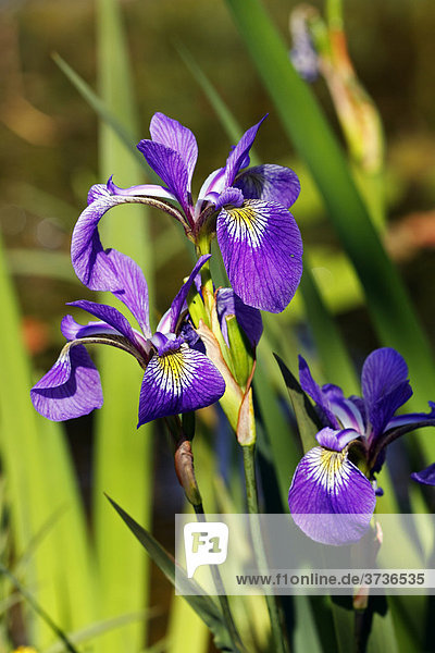 Japanische Sumpf-Schwertlilie (Iris ensata  Iris kaempferi)