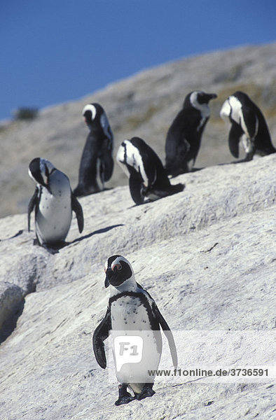Pinguinkolonie bei Boulders Brillenpinguine (Spheniscus demersus) Simon's Town Kapstadt Südafrika Afrika