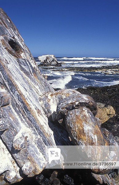 Schiffswrack des Schiffes Tucker am T.T. Tucker Schiffswracktrail Wrack Meer Kap der Guten Hoffnung Kapstadt Südafrika Afrika