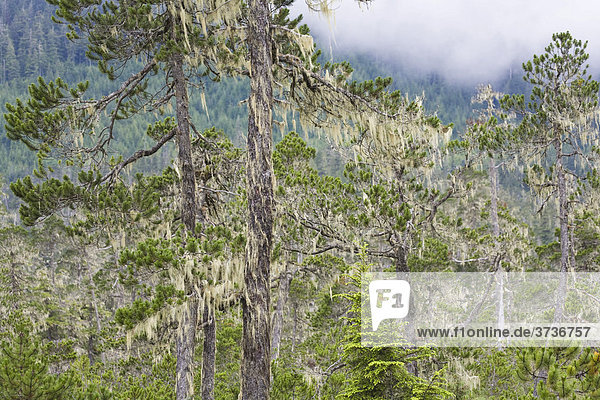 Kiefern Bartflechten (Usnea longissima) Mitkof Island Südost-Alaska Alaska USA Nordamerika
