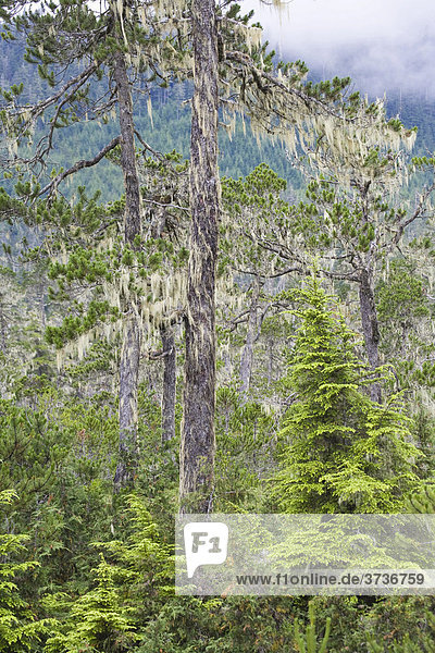 Kiefern Bartflechten (Usnea longissima)  Mitkof Island  Südost-Alaska  Alaska  USA  Nordamerika