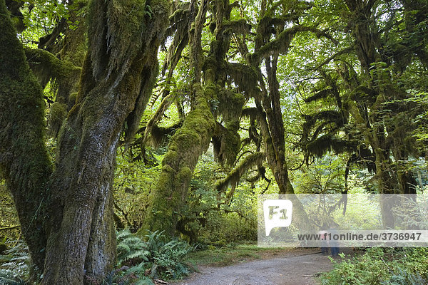 Regenwald  Hoh Rainforest  Olympic Nationalpark  Washington  USA
