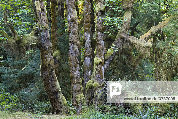 Regenwald  Hoh Rainforest  Olympic Nationalpark  Washington  USA
