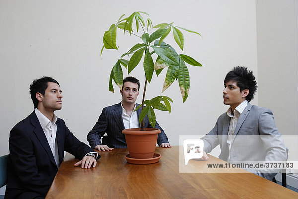 Drei junge Geschäftsmänner betrachten einen Blumentopf im Büro