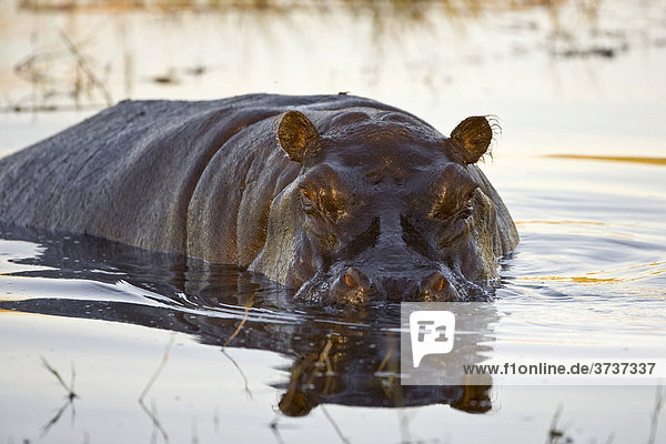 Nilpferd (Hippopotamus amphibius) im Wasser  Okavango Delta  Botswana  Afrika