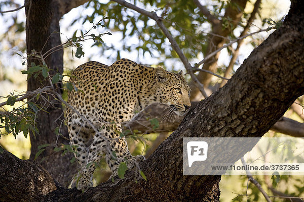 Leopard (Panthera pardus) auf Baum  Moremi Nationalpark  Botswana  Afrika