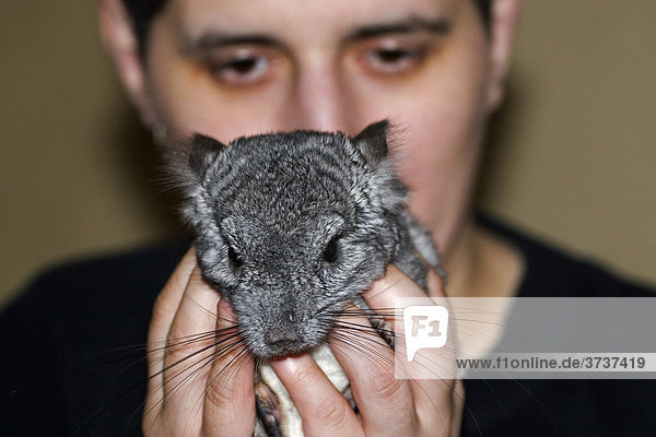 Hands carrying a chinchilla