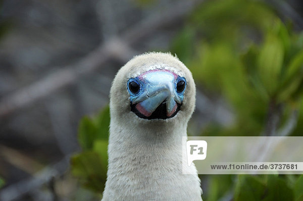 Rotfußtölpel (Sula sula websteri)  Gal·pagos-Inseln  Ecuador  Südamerika