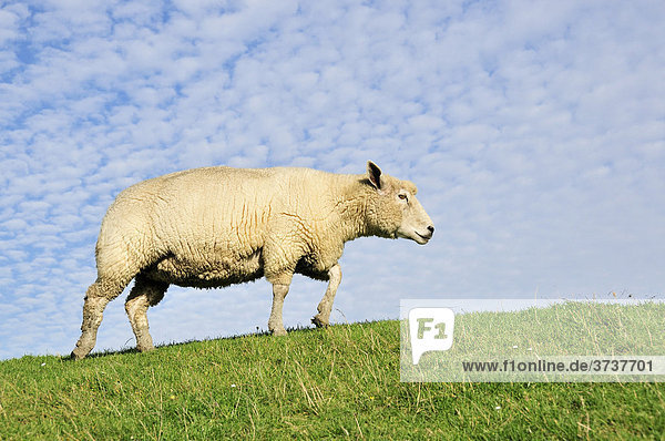 A sheep on a dike in St. Peter-Ording  Eiderstedt Peninsula  Schleswig-Holstein  Germany  Europe