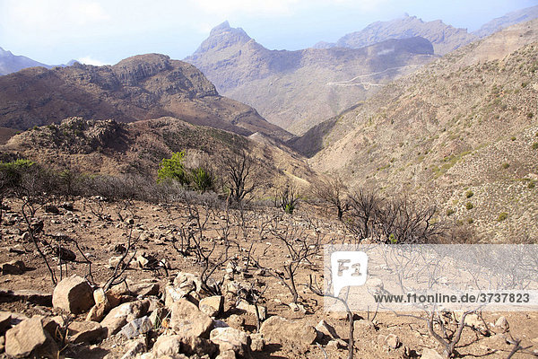 Blick ins Tenogebirge Teneriffa Kanarische Inseln Spanien Europa