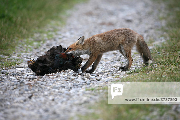 Red Fox (Vulpes vulpes) feeding on a domestic fowl