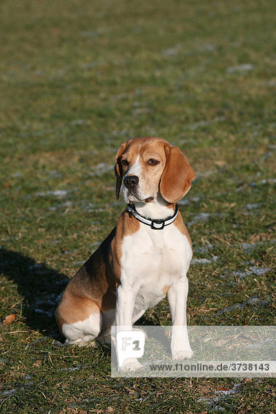 Jagdhund Beagle