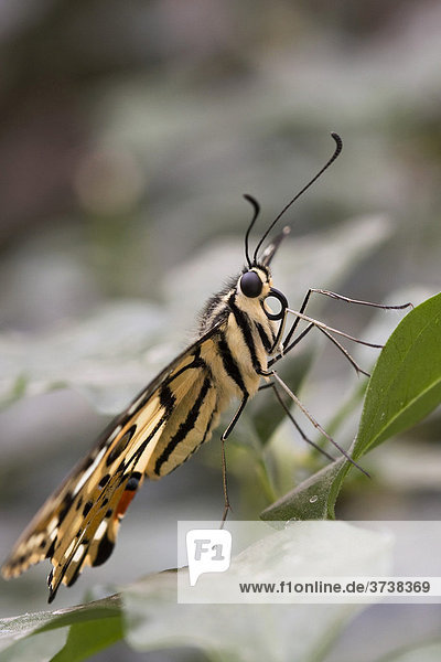 Lemon Butterfly (Papilio demoleus)