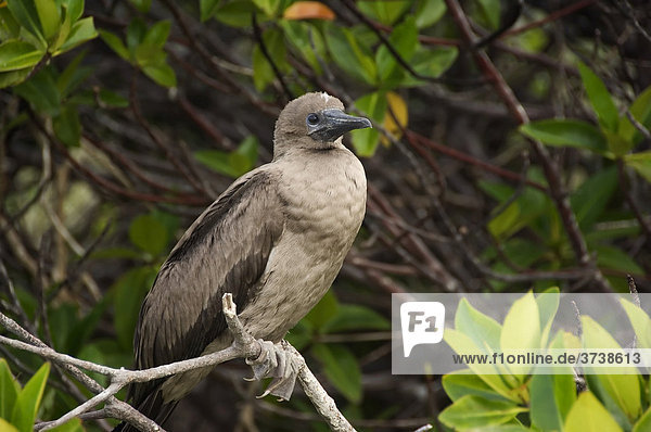 Rotfußtölpel (Sula sula)  Jungvogel  Genovesa Insel  Galapagosinseln  Welterbe der UNESCO  Ecuador