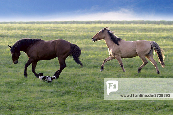 Rennende Pferde (Equus caballus)