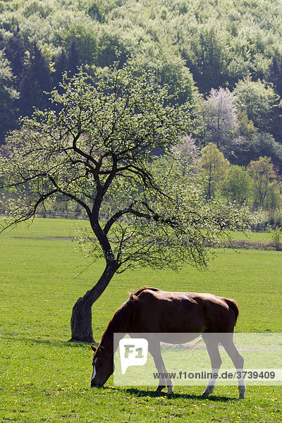Pferd (Equus caballus) grast in Frühlingslandschaft  Lipina  naturgeschützter Landschaftsraum Weiße Karpaten  Bile Karpaty  Mähren  Tschechische Republik  Zentral-Europa