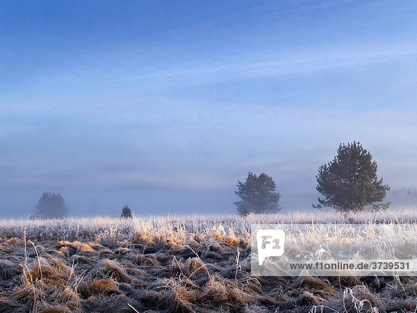 Frostiger Tagesanbruch nahe dem Dorf Prasily im Nationalpark Böhmerwald  Sumava Nationalpark  Böhmen  Tschechische Republik  Europa