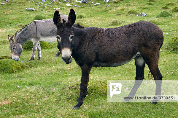 Donkeys  Pesterii  Muntii Bihor  Bihor Mountains  Parcul Natural Apuseni  Apuseni Natural Park  Romania  Europe