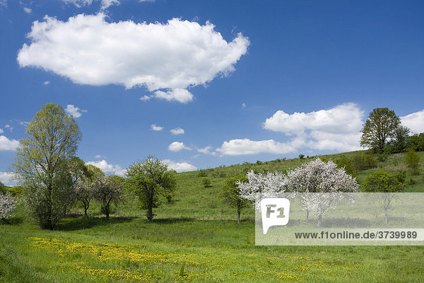 Frühlingslandschaft mit blühenden Bäumen nahe Kanovice  Zlin-Distrikt  Tschechische Republik  Zentraleuropa