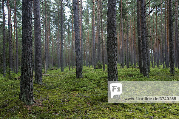 Aabla Raba  Kiefernwald im Lahemaa Nationalpark  Estland  Baltikum  Nordosteuropa