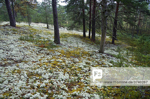 Moos (Spagnum)  Aabla Raba  Urwald im Lahemaa Nationalpark  Estland  Baltikum  Nordosteuropa