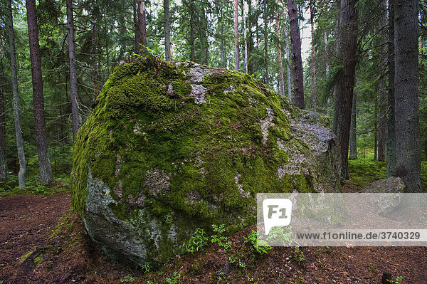 Findling  Elo Kivil  Aabla Raba  Urwald im Lahemaa Nationalpark  Estland  Baltikum  Nordosteuropa