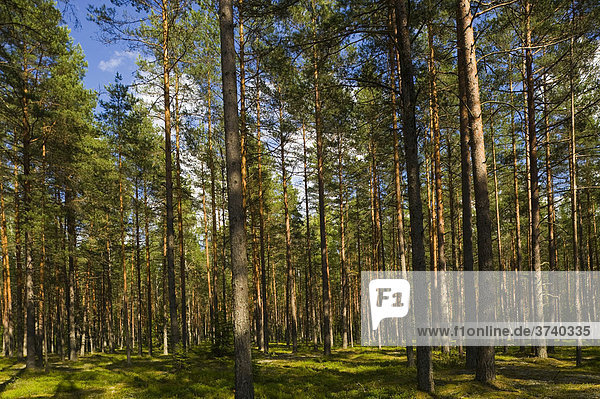 Nadelwald  Gauja Naionalpark  Lettland  Baltikum  Nordosteuropa