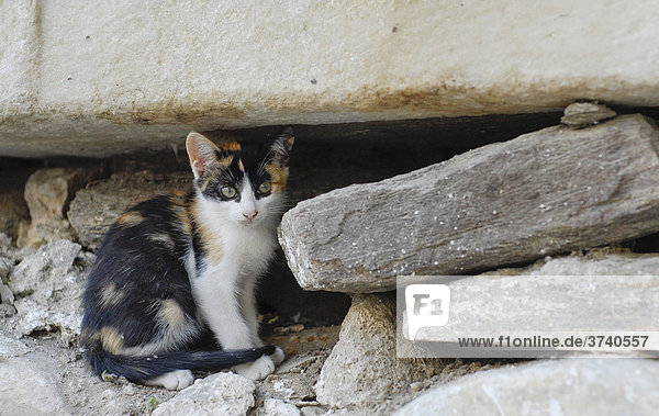 Junges Kätzchen sitzt vor weißen Steinen  Griechenland  Europa