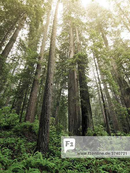 Bäume im Redwood Nationalpark  Kalifornien  USA