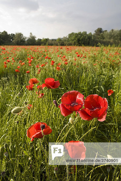 Poppy field (Papaver)  Catalonia  Spain  Europe