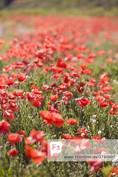 Poppy field (Papaver)  Catalonia  Spain  Europe