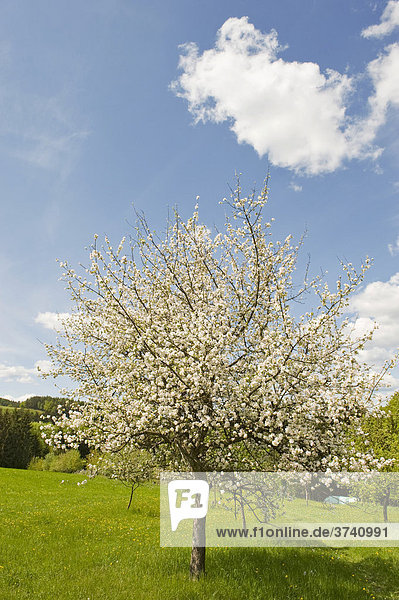 Blühende Apfelbäume  Bucklige Welt  Niederösterreich  Österreich  Europa
