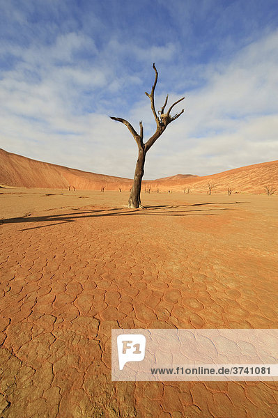 Deadvlei in der Namib mit abgestorbener Kameldornakazie (Acacia erioloba)  Namibia  Afrika