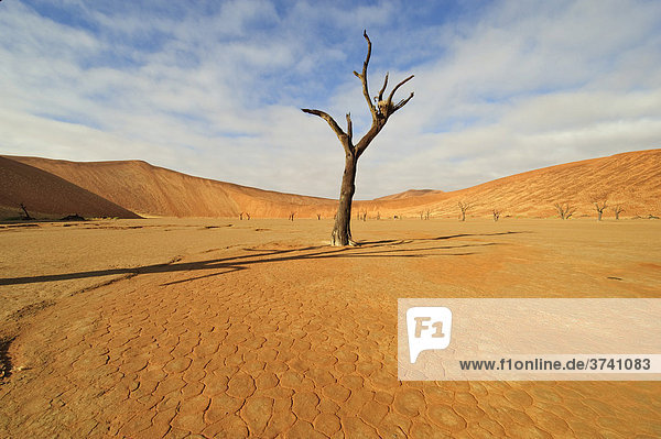 Deadvlei in der Namib mit abgestorbenen Kameldornakazien (Acacia erioloba)  Namibia  Afrika